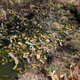 Trash floats in a drainage canal in Egypt's Nile Delta.